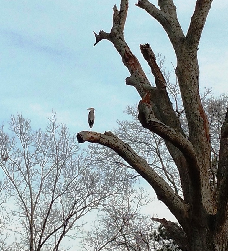 big tree heron2