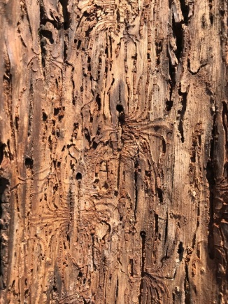 Centipede-shaped galleries made by the hickory bark beetle