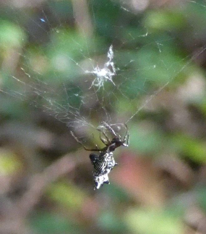 shell spider n web