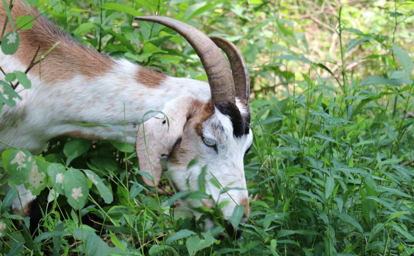 Field Notes: Goodness Gracious Goats!