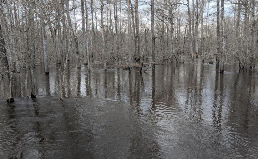 Field Notes: Bottomland Forests and Flooding