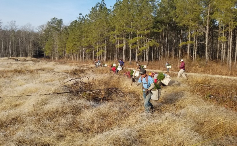 Field Notes: Longleaf Pine Planting at Big Woods